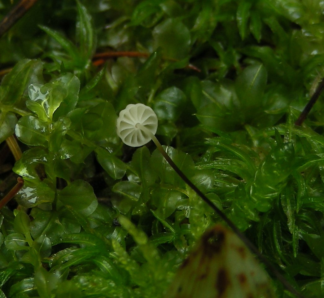 Marasmius (marasmiellus?) da determinare